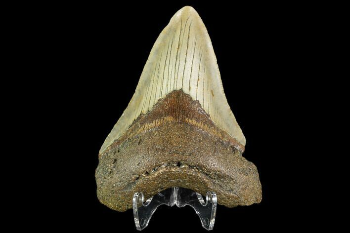 Fossil Megalodon Tooth - North Carolina #109885